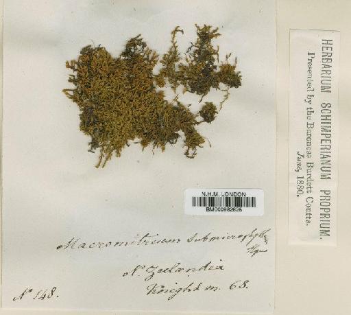 Macromitrium microphyllum (Hook. & Grev.) Hook.f. & Wilson - BM000982625