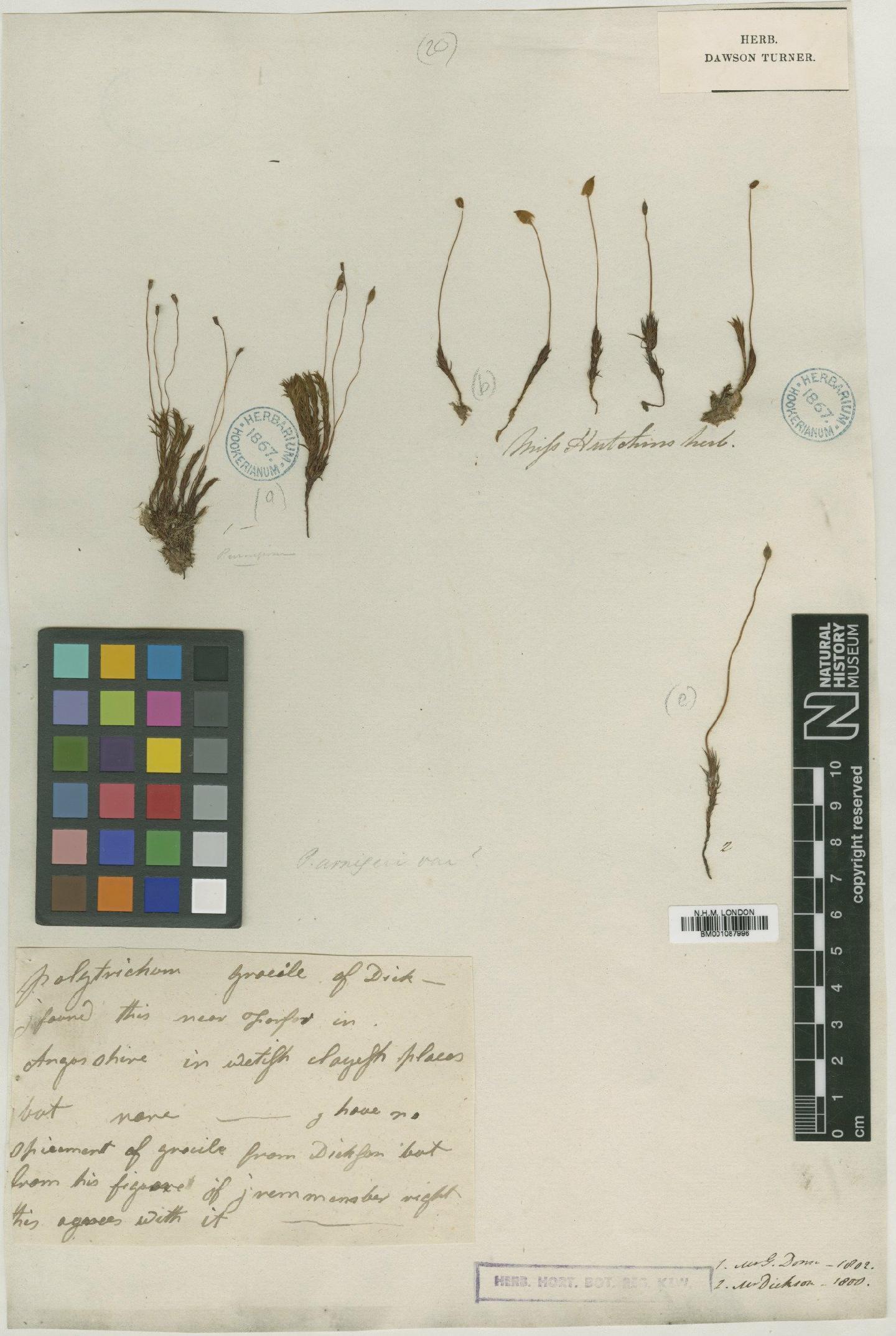 To NHMUK collection (Polytrichastrum longisetum (Sw. ex Brid.) G.L.Sm.; TYPE; NHMUK:ecatalogue:2355515)