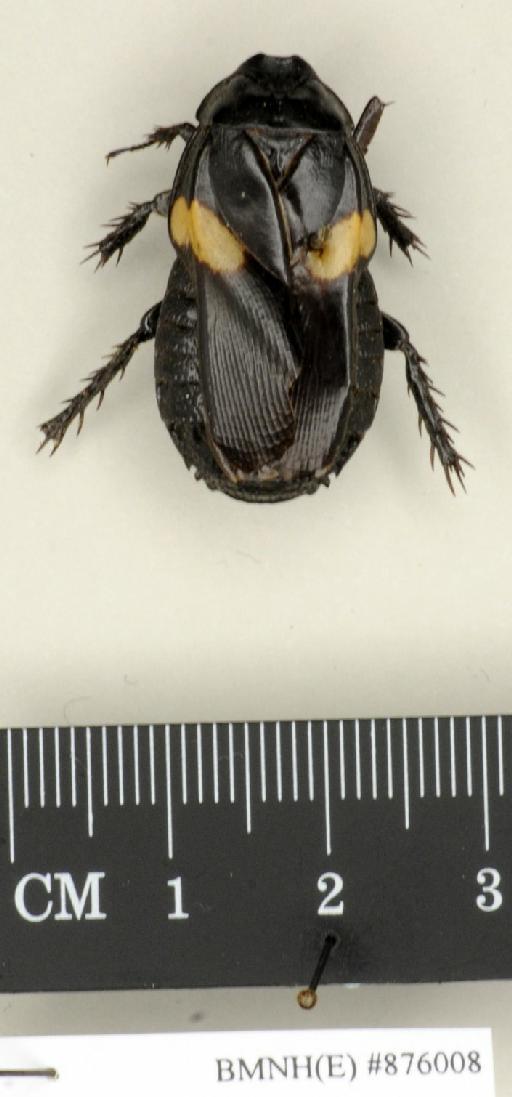 Panesthia plagiata Walker, 1859 - Panesthia plagiata Walker, F, 1859, female, holotype, dorsal. Photographer: Edward Baker. BMNH(E)#876008