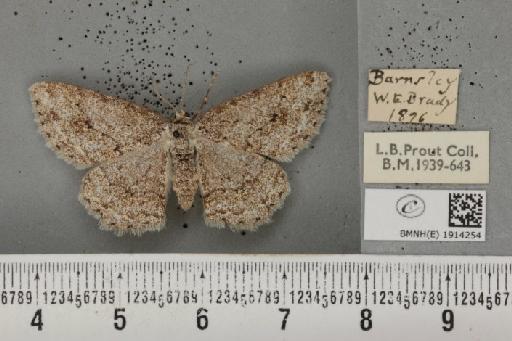 Ectropis crepuscularia ab. delamerensis Buchanan White, 1877 - BMNHE_1914254_481993