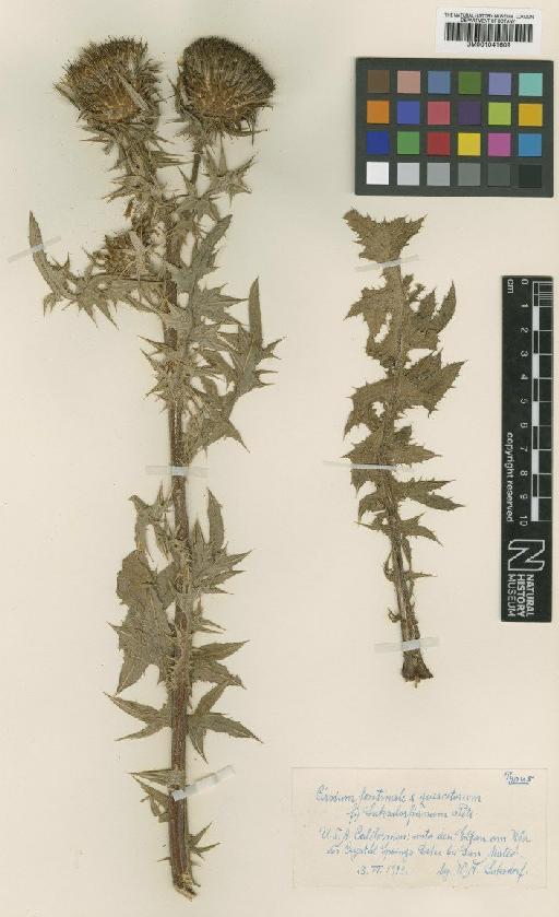 Cirsium fontinale Jeps. × C. quercetorum Jeps. - BM001041609