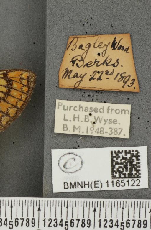 Euphydryas aurinia (Rottemburg, 1775) - BMNHE_1165122_label_52495