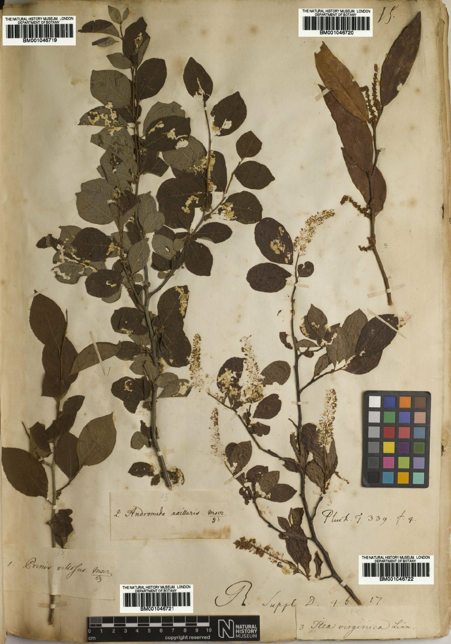 To NHMUK collection (Rosaceae Juss.; NHMUK:ecatalogue:2733012)