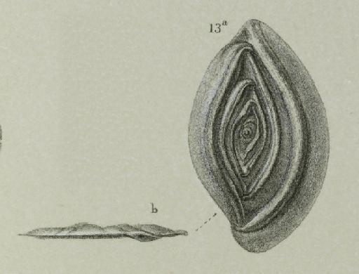 Spiroloculina acutimargo Brady, 1884 - ZF2390_10_13_Spirophthalmidium_acutimargo.jpg