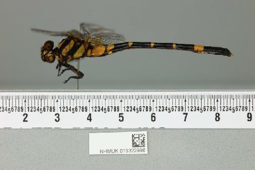 Megalogomphus bicornutus (Fraser, 1922) - 013322998_lateral