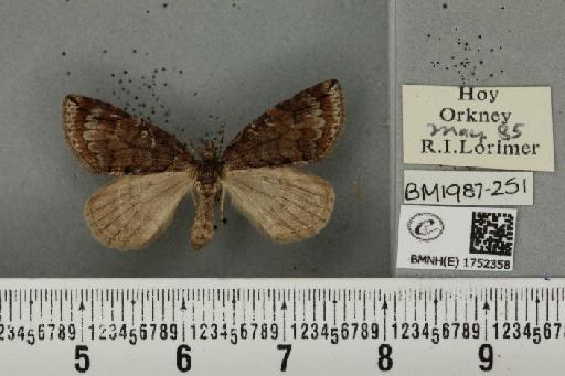 Hydriomena ruberata (Freyer, 1831) - BMNHE_1752358_330939