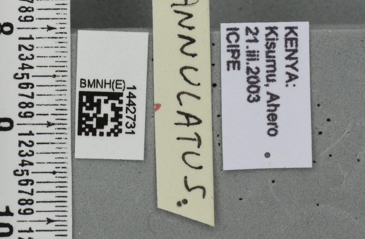 Dacus annulatus