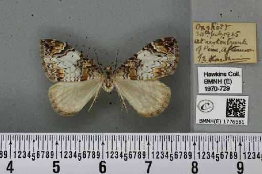 Dysstroma citrata citrata (Linnaeus, 1761) - BMNHE_1776581_353287