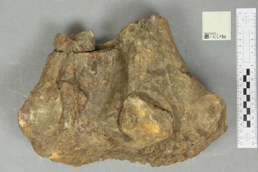 Iguanodon hollingtonensis Lydekker, 1889 - 010023706_L010221023