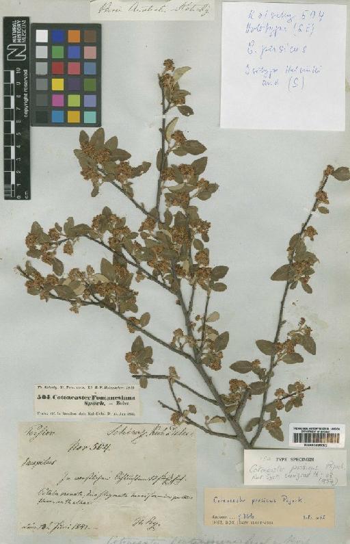 Cotoneaster persicus Pojark - BM000885082