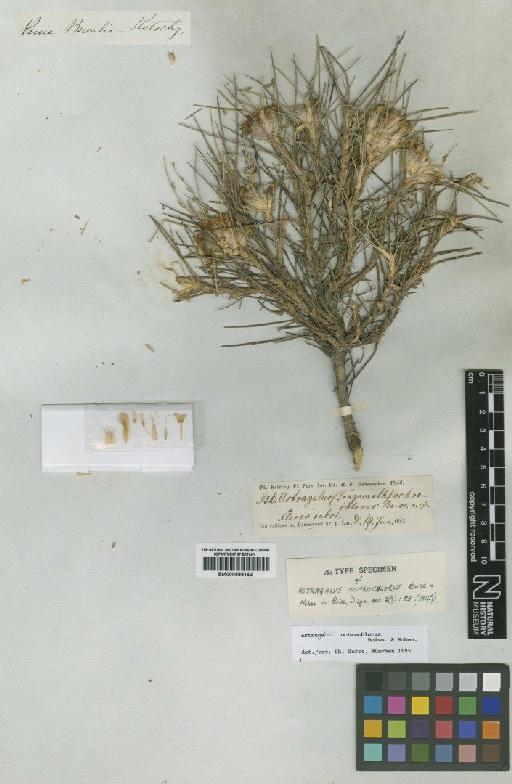 Astragalus ochrochlorus Boiss. & Hohen. - BM000885162