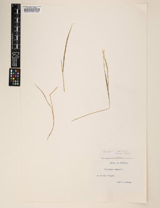 Elymus macrourus (Turcz.) Tzvelev - 000064268