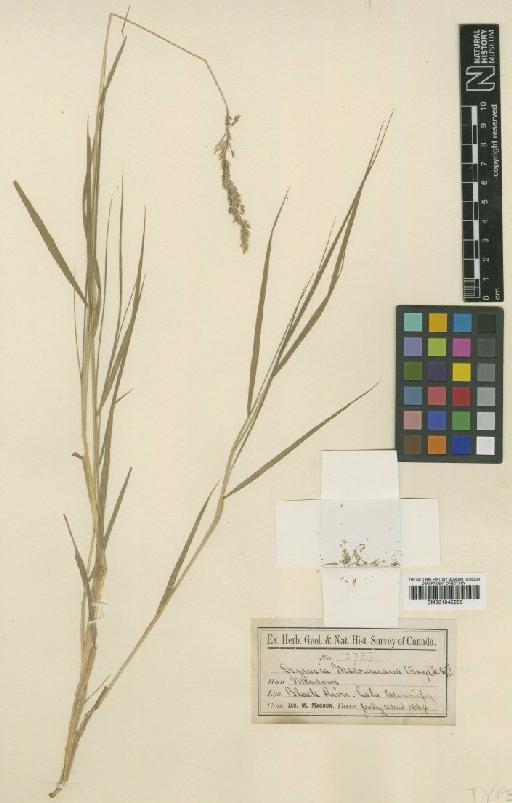 Calamagrostis canadensis var. macouniana (Vasey) Stebbins - BM001042263