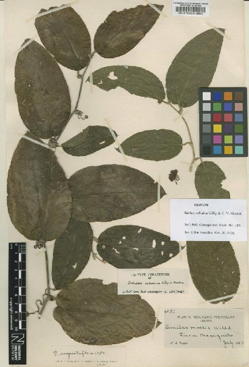 Smilax velutina Killip & C.V.Morton - BM000578839