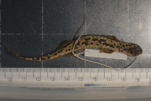Bolitoglossa franklini - Image of specimen 1946.9.6.35