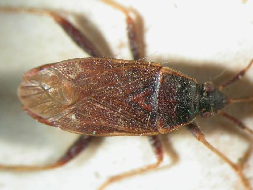 Neolethaeus lewisi (Distant, 1883) - Hemiptera: Neolethaeus Lew