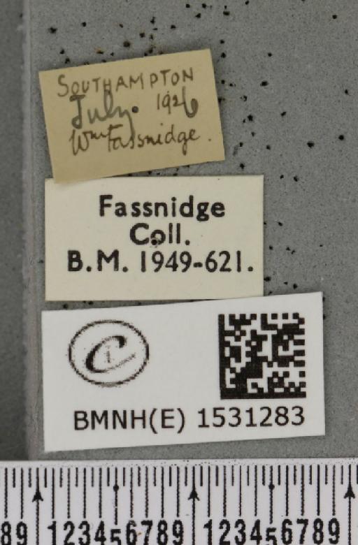 Falcaria lacertinaria (Linnaeus, 1758) - BMNHE_1531283_label_187277