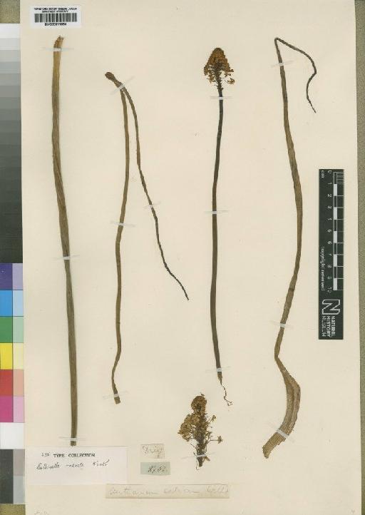 Bulbinella setosa (Willd.) T.Durand & Schinz - BM000911654