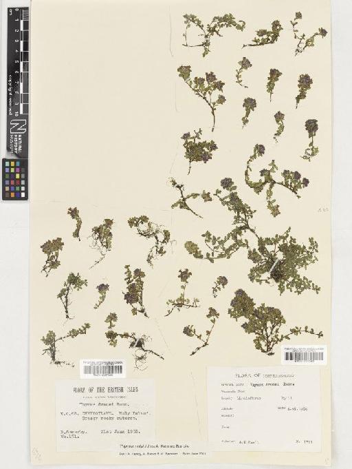 Thymus polytrichus subsp. britannicus (Ronniger) Kerguélen - BM001037089