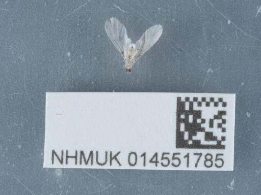 Conwentzia psociformis (Curtis, 1834) - 014551785_1