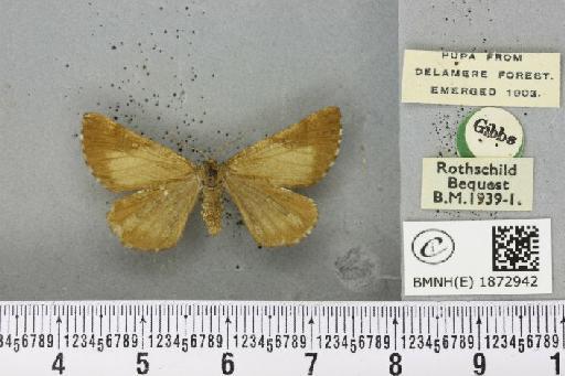 Bupalus piniaria (Linnaeus, 1758) - BMNHE_1872942_488850