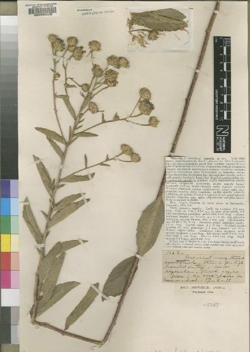 Vernonia orgyalis Moore - BM000629449