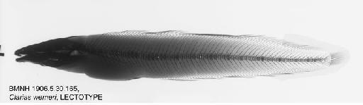 Clarias werneri Boulenger, 1906 - BMNH 1906.5.30.165, LECTOTYPE, Clarias werneri Radiograph