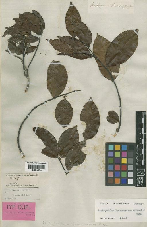 Dichapetalum laurocerasus (Planch.) Engl. - BM000799844