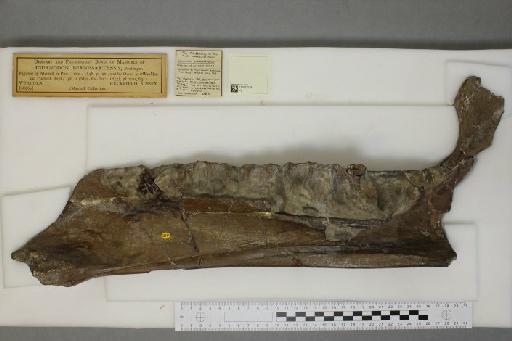 Iguanodon bernissartensis Boulenger, 1881 - 010037074_L010094071