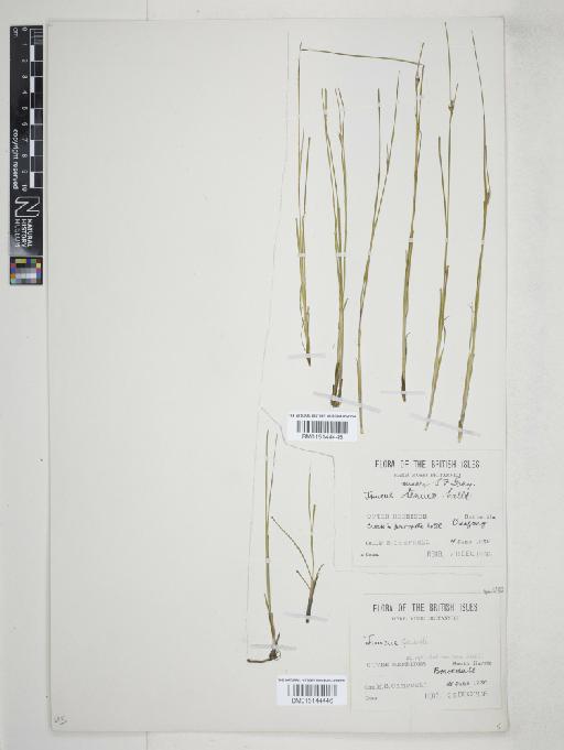 Juncus gerardii Loisel. - 015144445