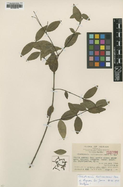 Wikstroemia hainanensis Merr. - BM000951176