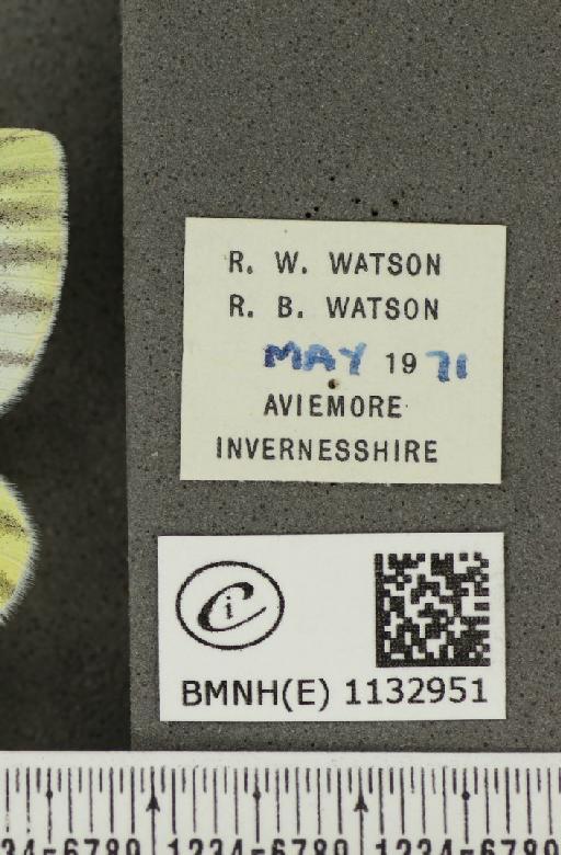 Pieris napi thomsoni Warren, 1968 - BMNHE_1132951_label_86662