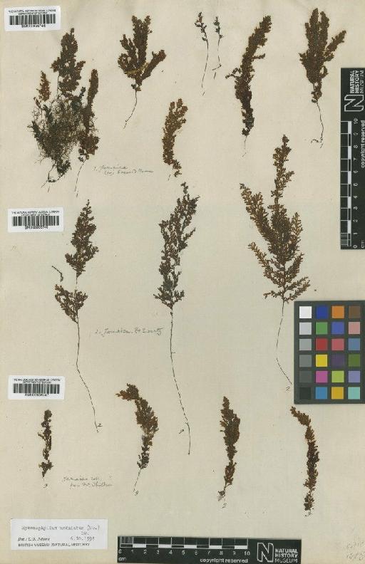 Hymenophyllum undulatum (Sw.) Sw. - BM000936746