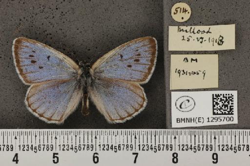 Maculinea arion eutyphron (Fruhstorfer, 1915) - BMNHE_1295700_133483
