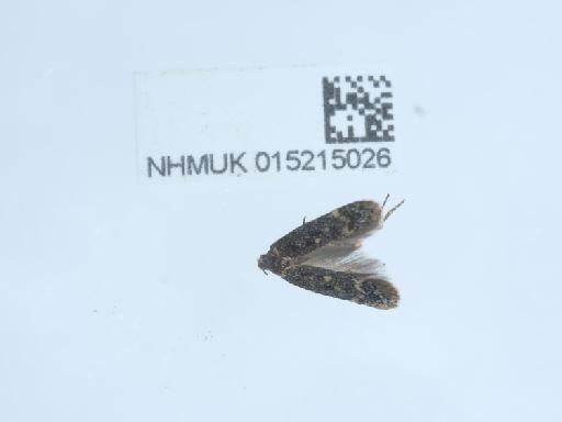 Bryotropha affinis (Haworth, 1828) - 015215026_4