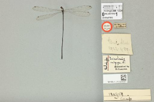 Teinobasis nigra Campion in Laidlaw, 1928 - 013324097_dorsal