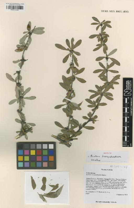 Berberis brevipedicellata Harber - BM001121295