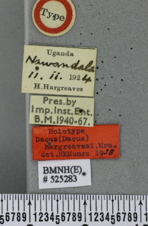 Dacus (Dacus) hargreavesi Munro, 1939 - BMNHE_525283_label_37530