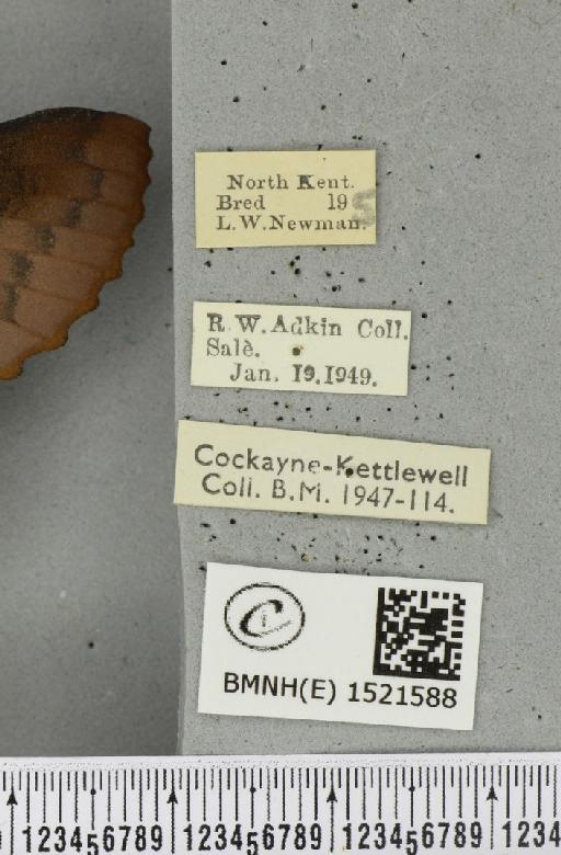 Gastropacha quercifolia ab. purpurascens Tutt, 1902 - BMNHE_1521588_label_198475