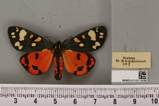 Callimorpha dominula (Linnaeus, 1758) - NHMUK_010413456_523465