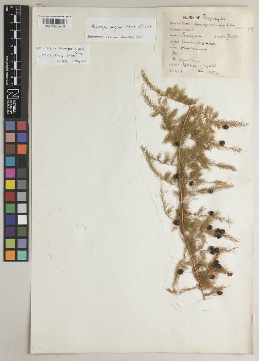Asparagus migeodii Sebsebe - BM014605433