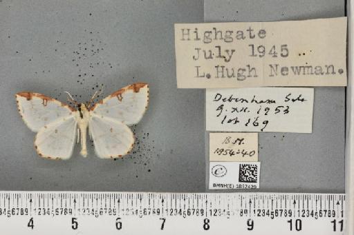 Opisthograptis luteolata ab. albescens Cockerell, 1888 - BMNHE_1852420_427716