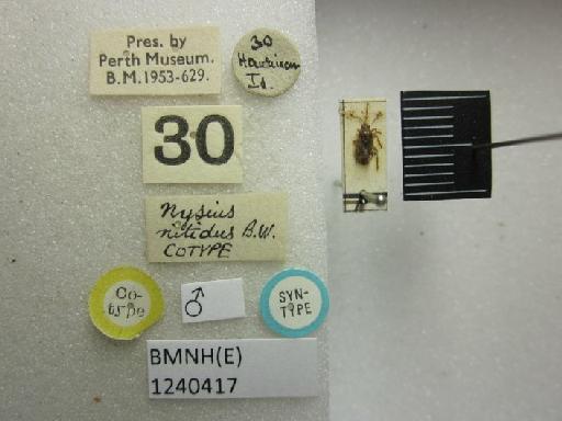 Nysius nitidus Buchanan White, 1881 - Nysius nitidus-BMNH(E)1240417-Syntype male dorsal & labels