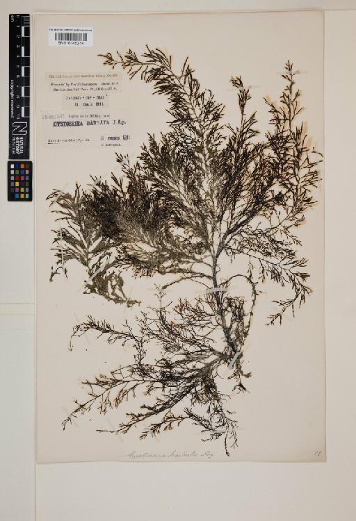 Cystoseira humilis Schousb. ex Kütz. - 016145244