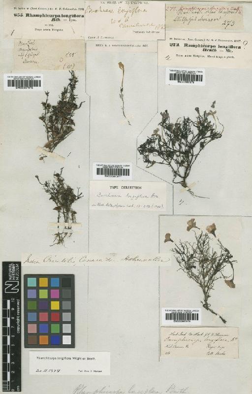 Rhamphicarpa longiflora Benth. - BM000997976