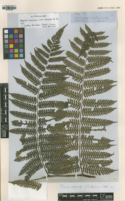 Cyathea lasiosora (Kuhn) Domin - BM000937699