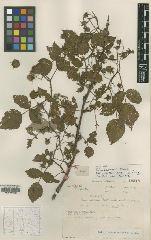 Rubus sikkimensis var. canescens H.Hara ex D.G.Long - BM000622294