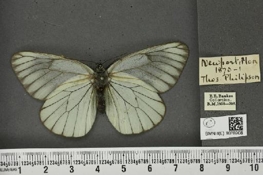 Aporia crataegi (Linnaeus, 1758) - BMNHE_1078908_69930