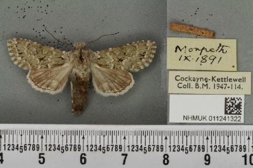Antitype chi ab. olivacea Stephens, 1831 - NHMUK_011241322_642548