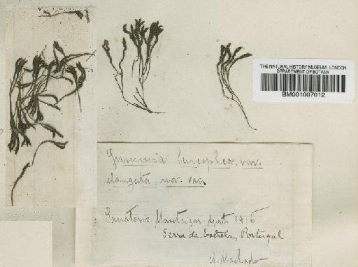 Grimmia laevigata (Brid.) Brid. - BM001007012